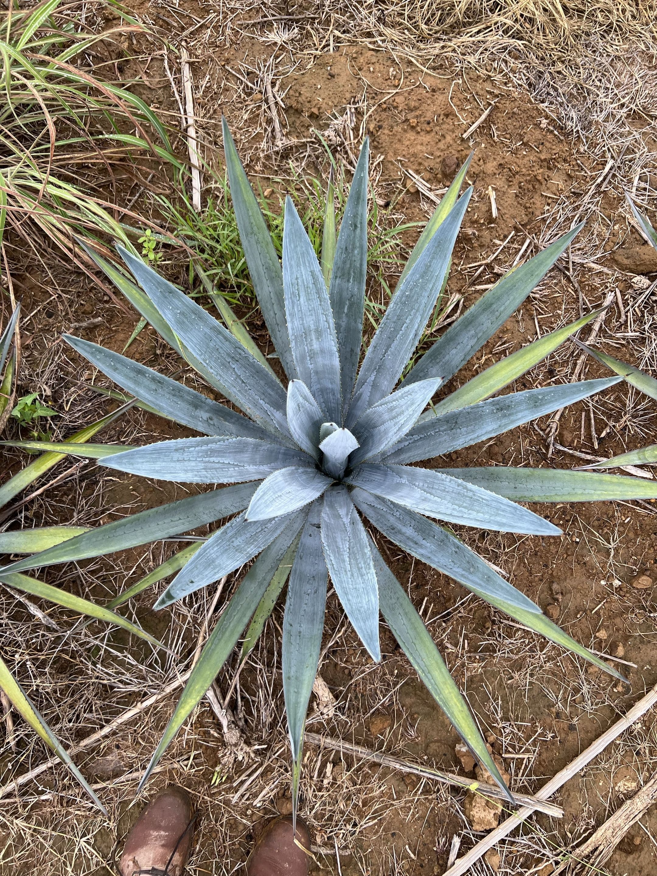 Agave in pots