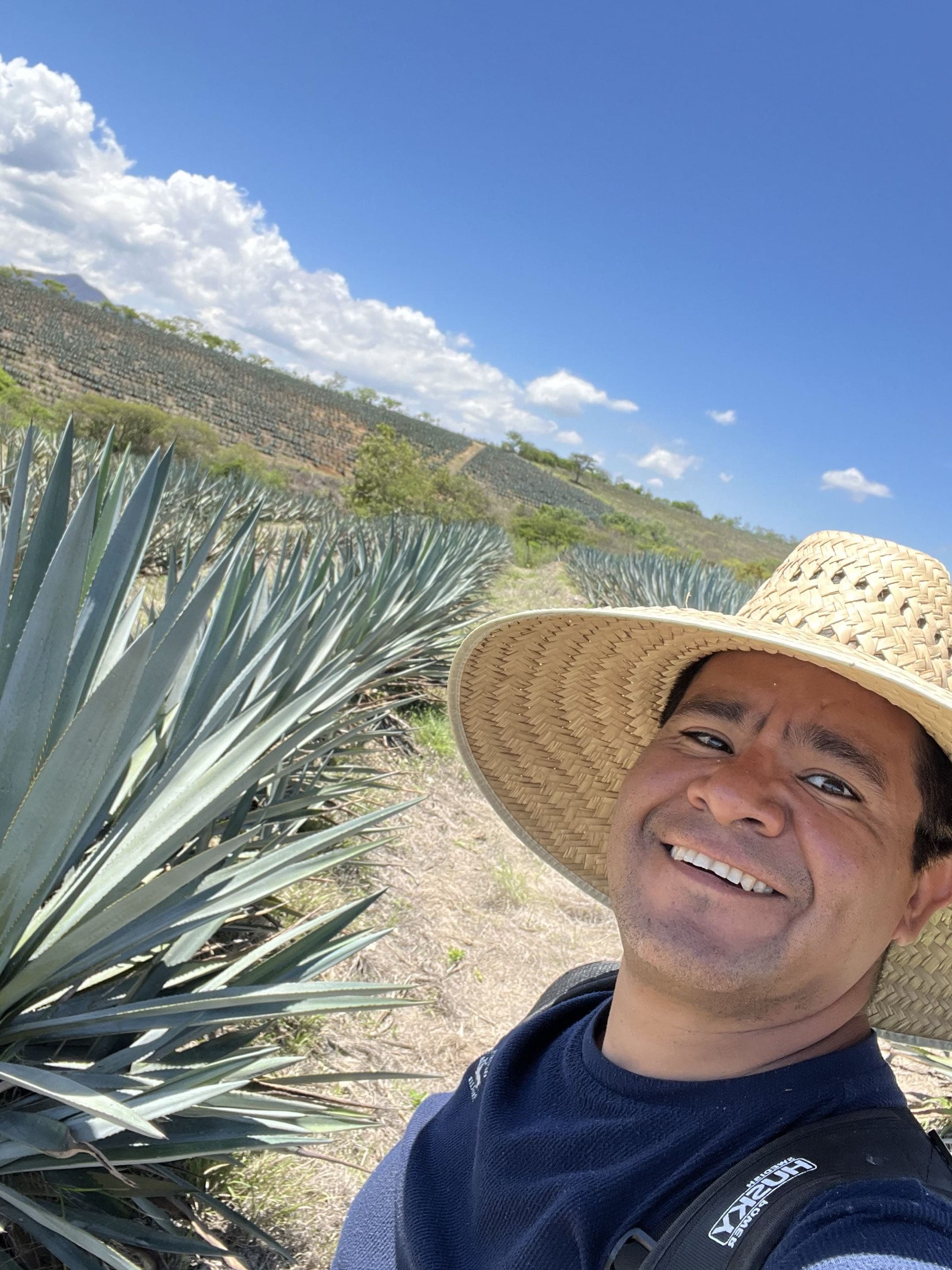 Agave field