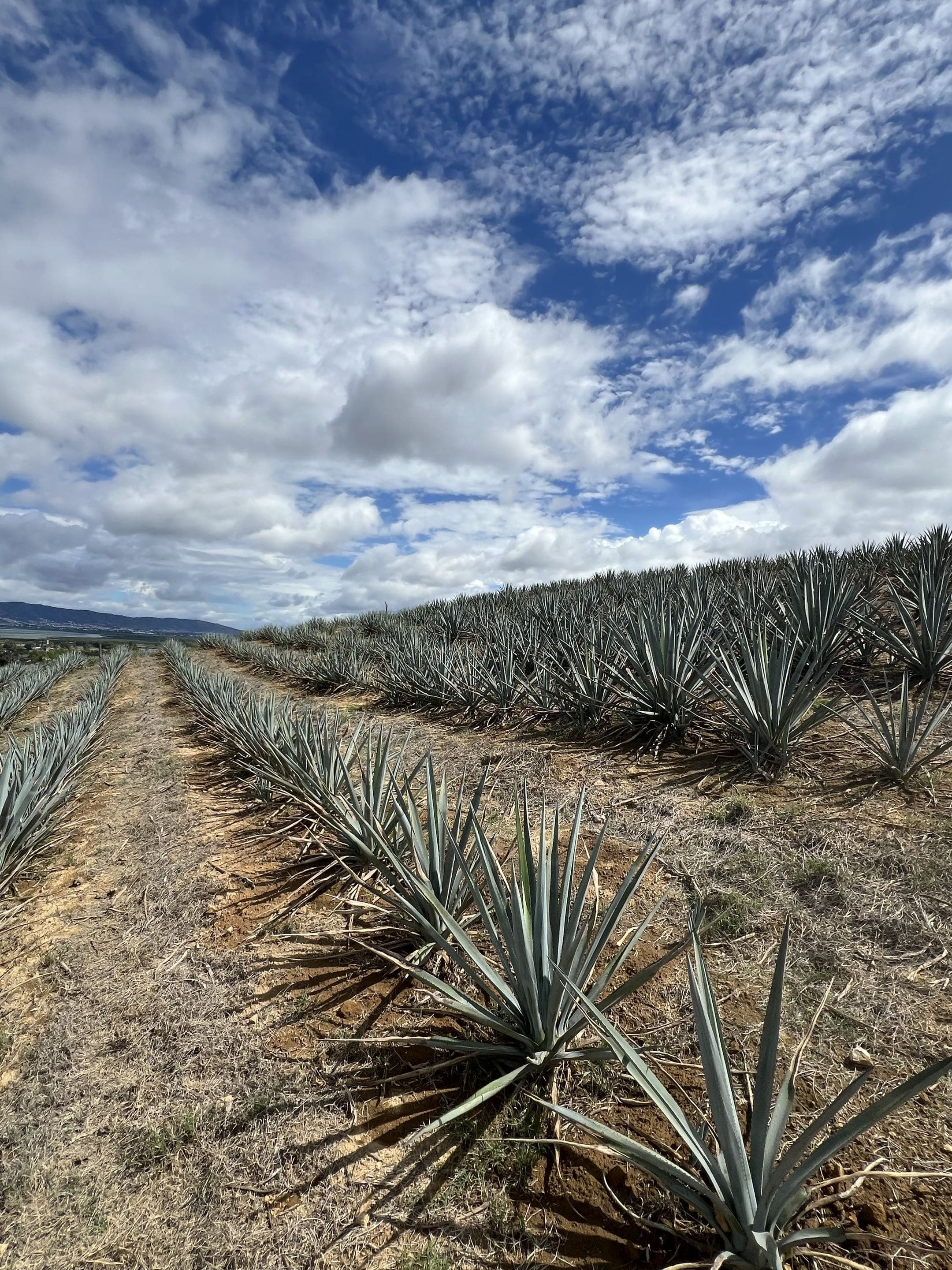 Agave field
